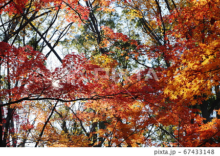 等々力緑地　ふるさとの森　秋　紅葉　神奈川県川崎市 67433148