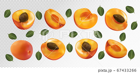 Set of apricot with leaves on transparent background. Apricot fruits are whole and cut in half. Useful ripe fresh apricot rich in vitamins, natural product. Realistic vector illustration. 67433266
