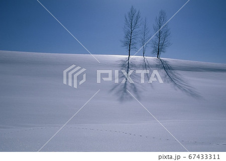 北海道美瑛雪原の斜光 67433311