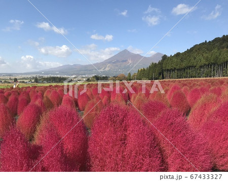 福島県コキアと磐梯山 福島県コキアと磐梯山 67433327