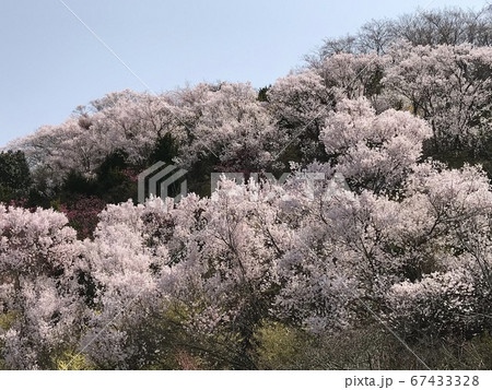 福島県花見山満開の桜 福島県花見山満開の桜 67433328