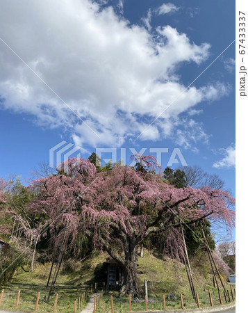 福島県紅枝垂れ地蔵桜 福島県紅枝垂れ地蔵桜 67433337