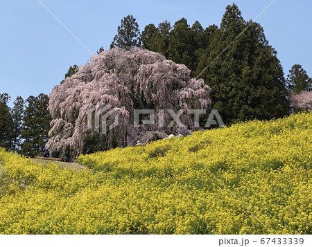 福島県合戦場のしだれ桜 67433339