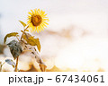 Nature view of a yellow sunflower during sunset have the light from the sun and the evening sky 67434061