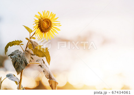 Nature view of a yellow sunflower during sunset have the light from the sun and the evening sky 67434061