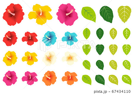 ハイビスカスの花と葉のパーツセットのイラスト素材