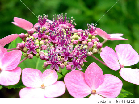 ピンクの紫陽花 67434219