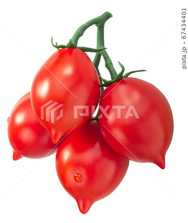 Piennolo del Vesuvio  tomatoes on the vine, an 67434401