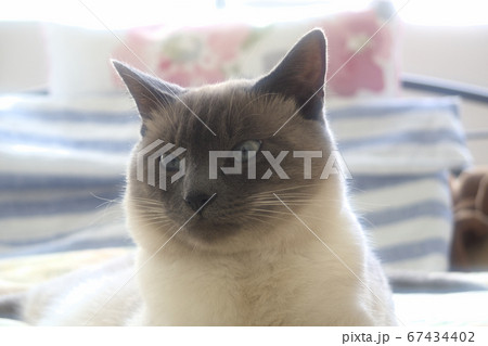 ベッドの上でやわらかい光に包まれてくつろぐ猫 67434402