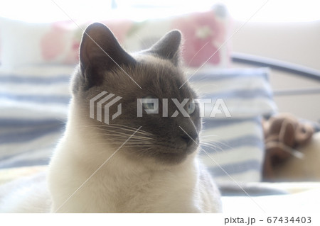 ベッドの上でやわらかい光に包まれてくつろぐ猫 67434403