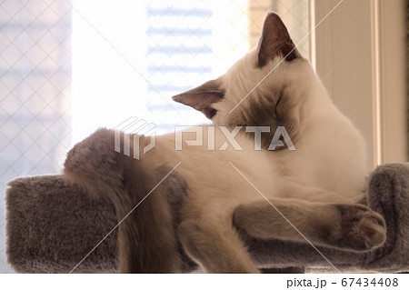 子猫のお昼寝　シャム系 67434408