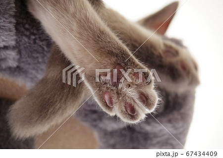 子猫の肉球 シャム系 子猫の肉球 シャム系 67434409