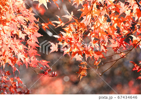 紅葉 紅葉 67434646