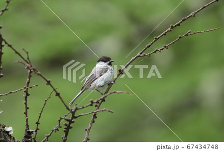 コガラ コガラ 67434748