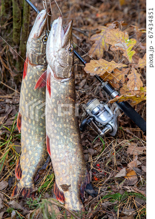 Freshwater pike fish. Two freshwater pike fish on 67434851