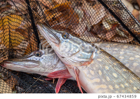 Freshwater pike fish. Two freshwater pikes fish 67434859