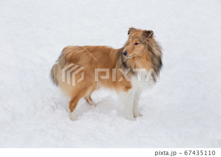 Cute scotch collie is standing on a white snow. Cute scotch collie is standing on a white snow. 67435110
