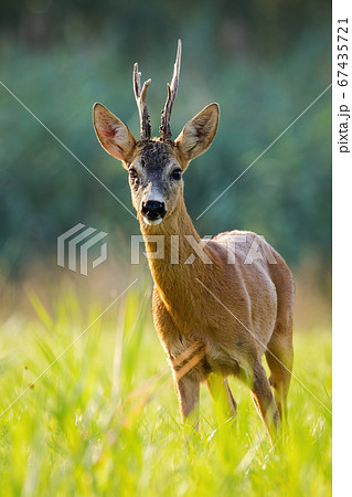 Roe deer buck standing on grass backlit by evening light from front view. 67435721