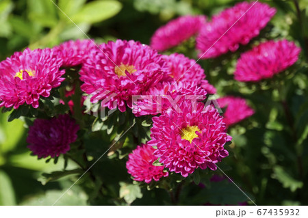 赤い菊の花の写真素材