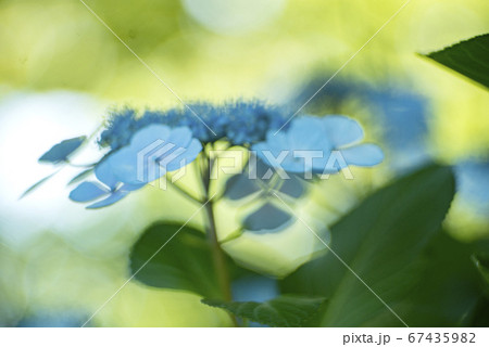 額紫陽花の朝 67435982