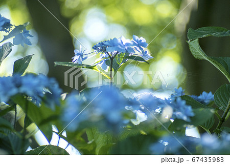 額紫陽花の朝 67435983