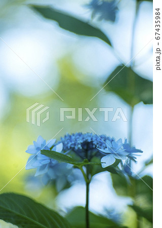 額紫陽花の朝 67435984