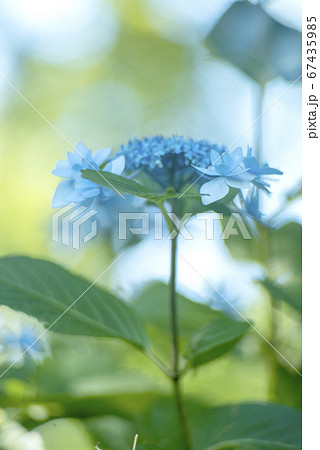 額紫陽花の朝 67435985