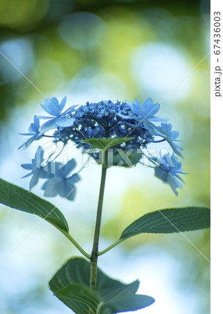 額紫陽花の朝 67436003