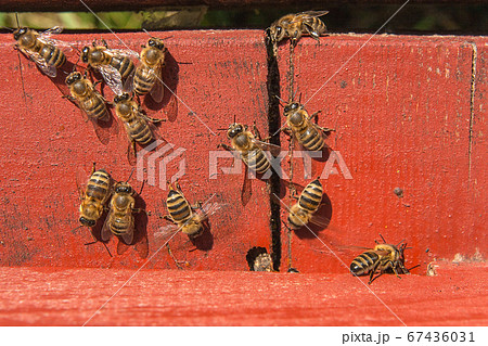 Plenty of bees at the entrance of beehive in Plenty of bees at the entrance of beehive in 67436031