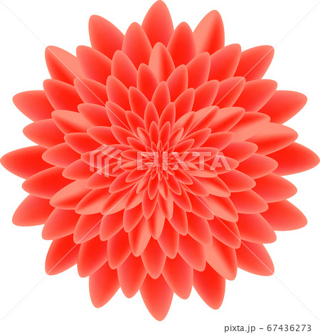 Red peony isolated on white background vector Red peony isolated on white background vector 67436273
