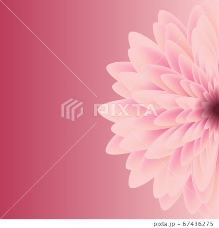 Pikn gentle flower natural chrysanthemum leaf on pink background vector Pikn gentle flower natural chrysanthemum leaf on pink background vector 67436275