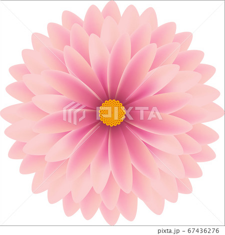 Pikn gentle flower natural chrysanthemum vector 67436276