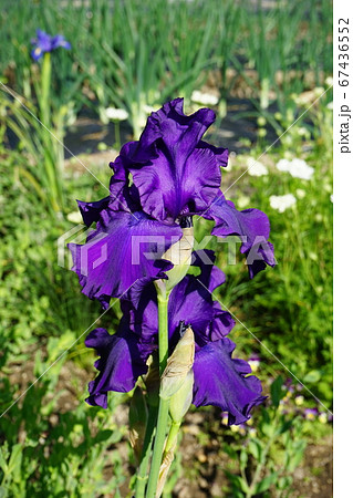 ジャーマンアイリスの花 ジャーマンアイリスの花 67436552