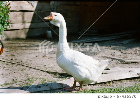 portrait of a Linda goose on a farm background 67436570