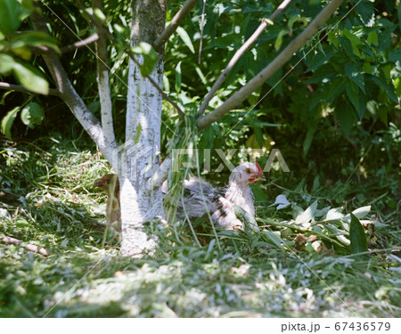 chicken on holiday under the apple tree chicken on holiday under the apple tree 67436579