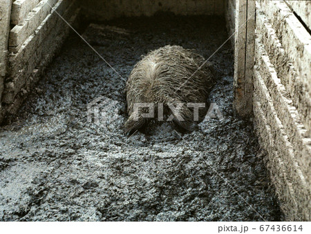 Pig mangalitsa enjoys resting in the mud Pig mangalitsa enjoys resting in the mud 67436614