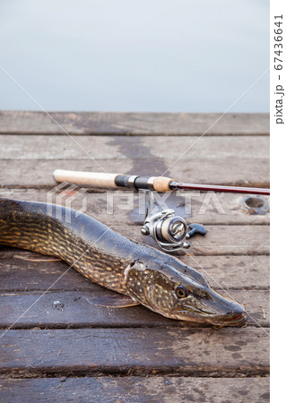 Freshwater Northern Pike Fish Know As Esox Lucius And Fishing Rod With Reel  Lying On Vintage Wooden Background. Fishing Concept, Trophy Catch - Big  Freshwater Pike Fish Just Taken From The Water