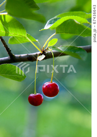 Red cherry on branch before harvesting in early 67436643