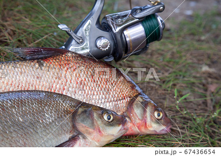 Successful fishing -  two big freshwater bream 67436654
