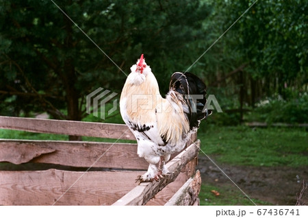 rooster on a wooden fence 67436741