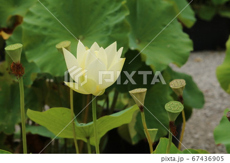 蓮の花 蓮の花 67436905