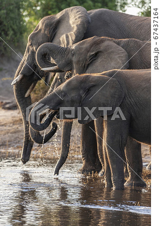 African Elephant (Loxodonta africana) Botswana 67437164