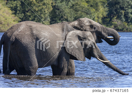African Elephant (Loxodonta africana) Botswana 67437165