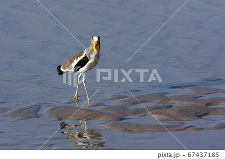African Wattled Lapwing - Botswana 67437185