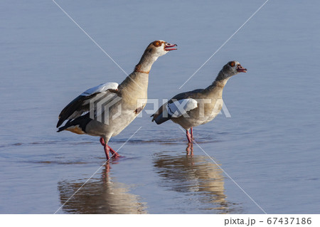 Egyptian Goose (Alopochen aegyptiaca) 67437186