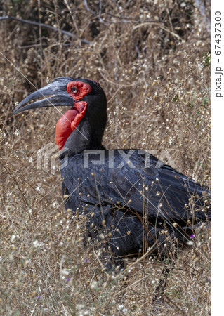 Southern Ground-Hornbill - Botswana Southern Ground-Hornbill - Botswana 67437300