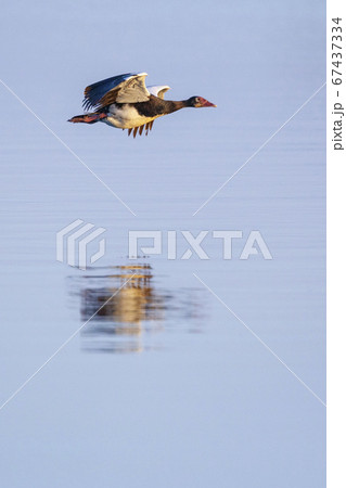 Spur-winged Goose (Plectropterus gambensis) Botawana 67437334