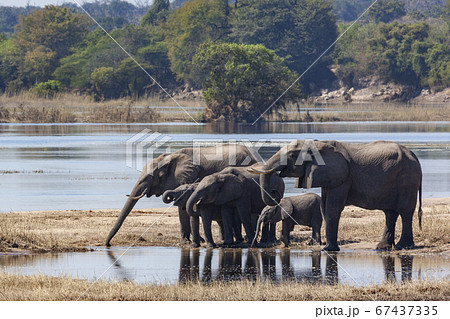 African Elephants - Chobe River - Botswana 67437335