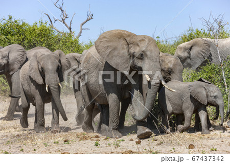 African Elephants (Loxodonta africana) - Botswana 67437342