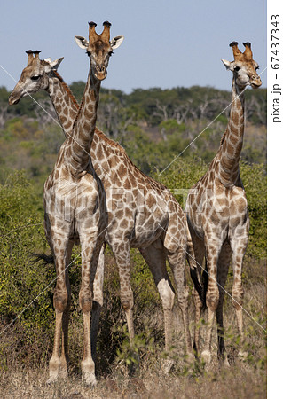 Three Giraffe (Giraffa camelopardalis) Botswana 67437343